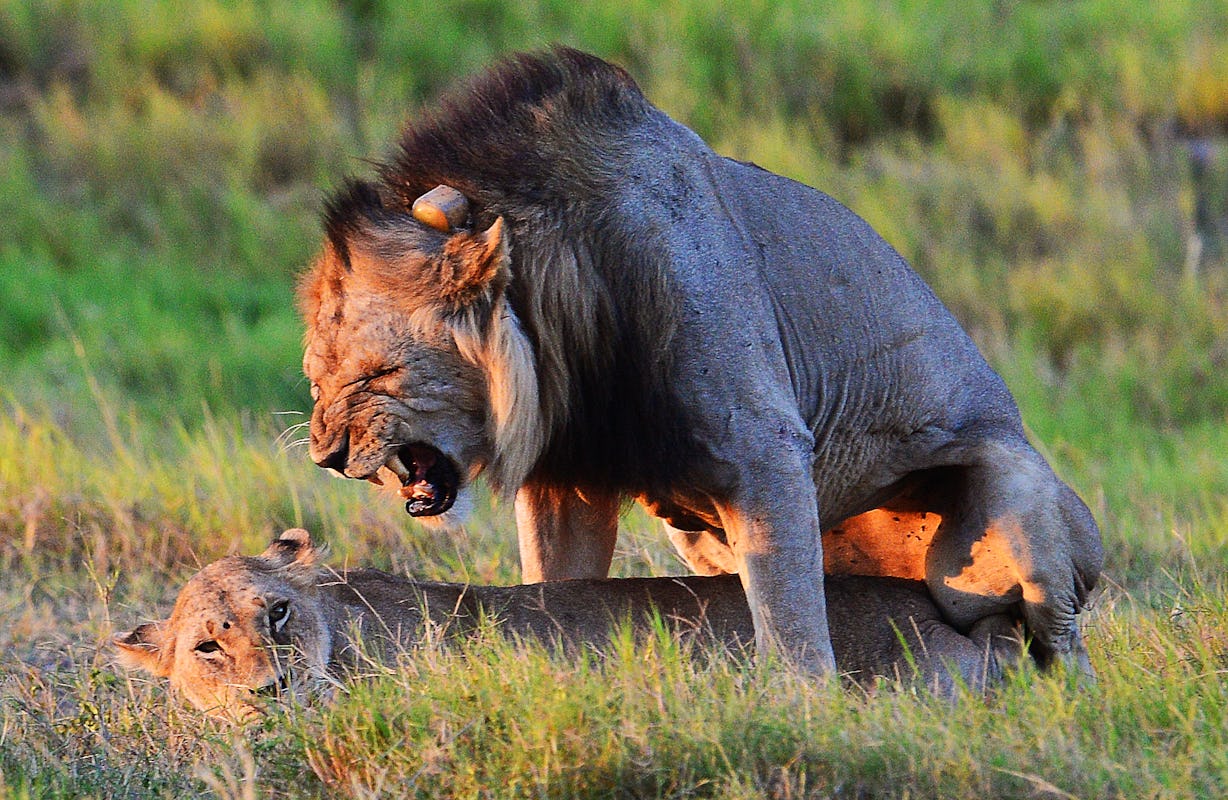 7 Animal Species With Crazy Sex Lives That Will Make Yours Seem Ultra-Tame