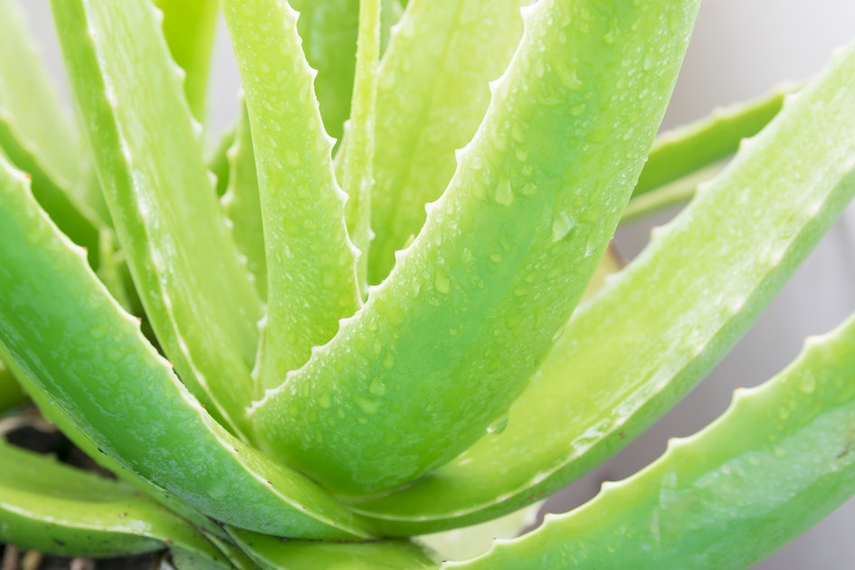 11 Aloe Vera Gel Beauty Hacks You Should Know Beyond How To Soothe A 1993