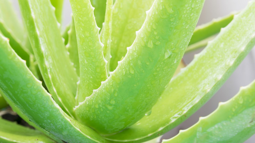11 Aloe Vera Gel Beauty Hacks You Should Know Beyond How 11 Aloe Vera Gel Beauty Hacks You Should Know Beyond How