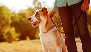 Man Holding A Dog On A Leash