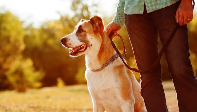 Man Holding A Dog On A Leash