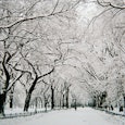 Street with trees all around covered in snow