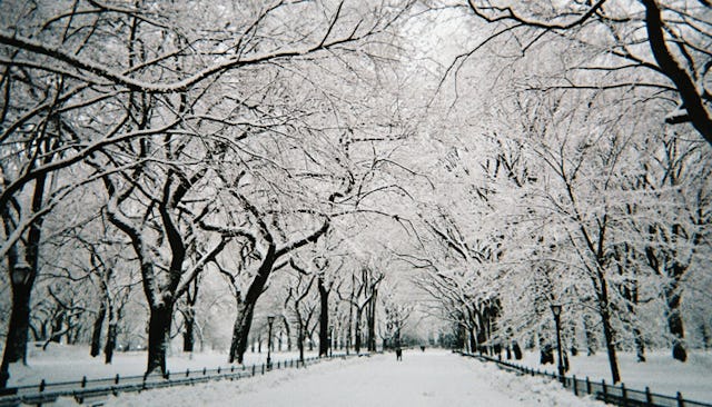 A street and trees fully covered with snow