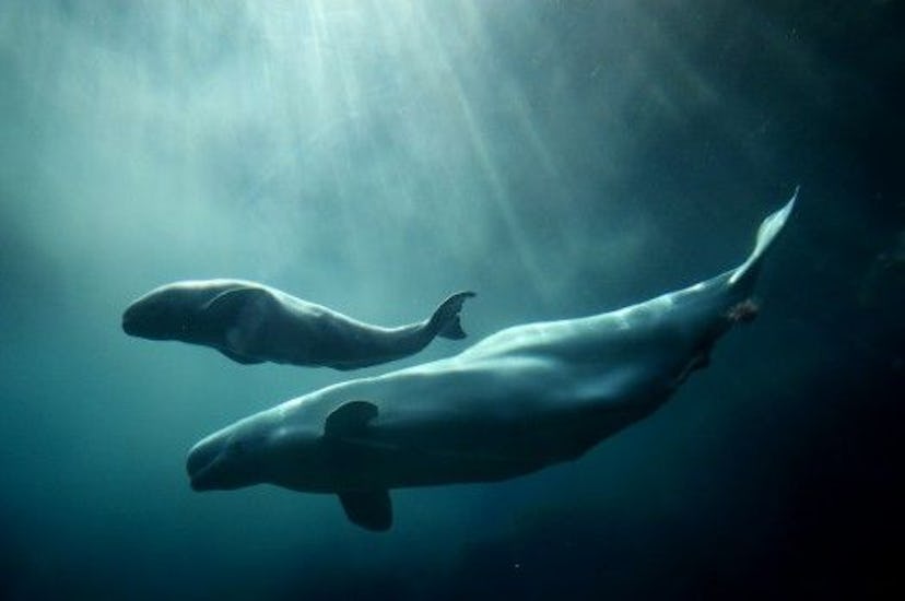 A female beluga whale swimming with her calf in the Vancouver Aquarium