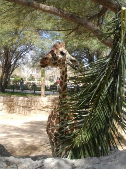 Reid Park, Tucson, Arizona, Giraffe, Things to Do in Tucson With Kids