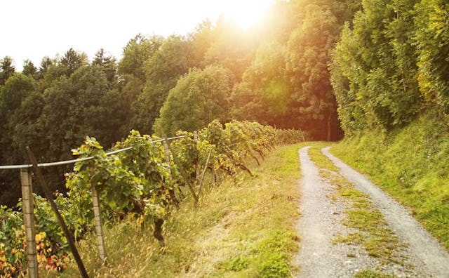 A road along a vineyard towards a forest in Sonoma during the day