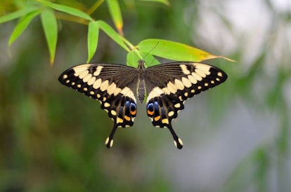A black and yellow swallowtail butterfly on a leaf in Scottsdale