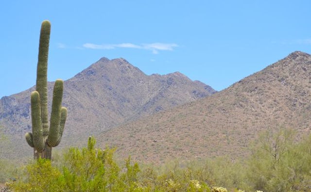 A giant cactus in the middle of valley in Scottsdale with hills in the background