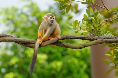 things to do in miami with kids, things to do in miami, monkey jungle