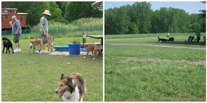 A Dog Park in Ithaca 