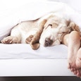 Someone's husband sleeping in white bed sheets with exposed feet with a golden retriever sleeping ne...