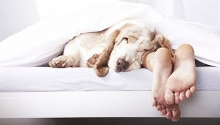 A husband sleeping in white bedsheets with exposed feet with a dog sleeping next to the feet