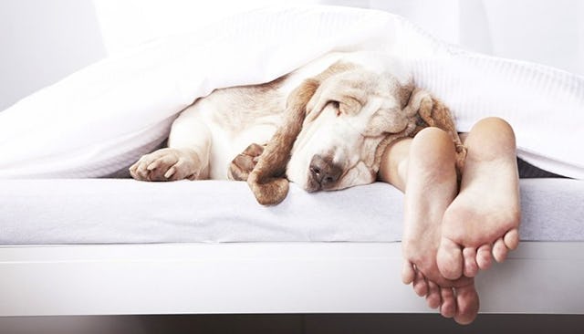 A husband sleeping in white bedsheets with exposed feet with a dog sleeping next to the feet