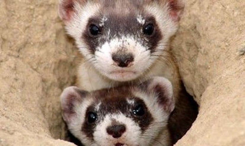 Ferrets at the NEW ZOO & Brown County Reforestation Camp