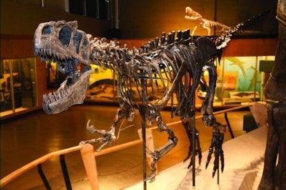 Cleveland Museum of Natural History, things to do in cleveland with kids