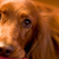 A bronze Irish Setter dog looking gently at the camera