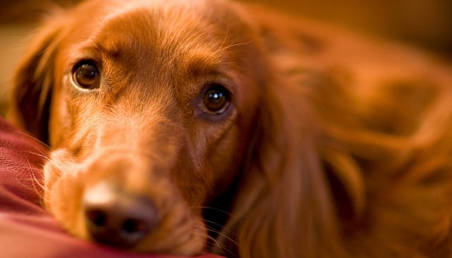 A bronze Irish Setter dog looking gently at the camera