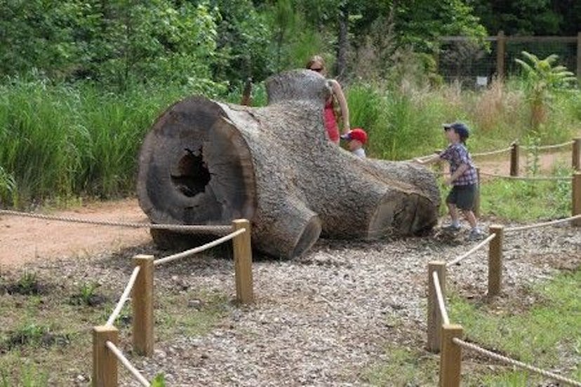 Children playing around an old stump at NC Botanical Gardens in Chapel Hill