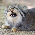 Cat with an open mouth chewing on something 