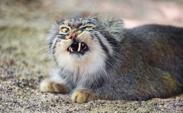 A wild cat with an open mouth chewing on something 