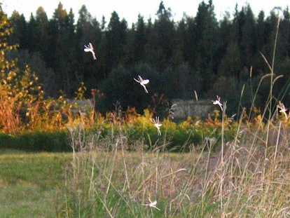 Insects resembling fairies flying all over the meadow during the day