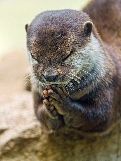An otter holding his hands like he's praying