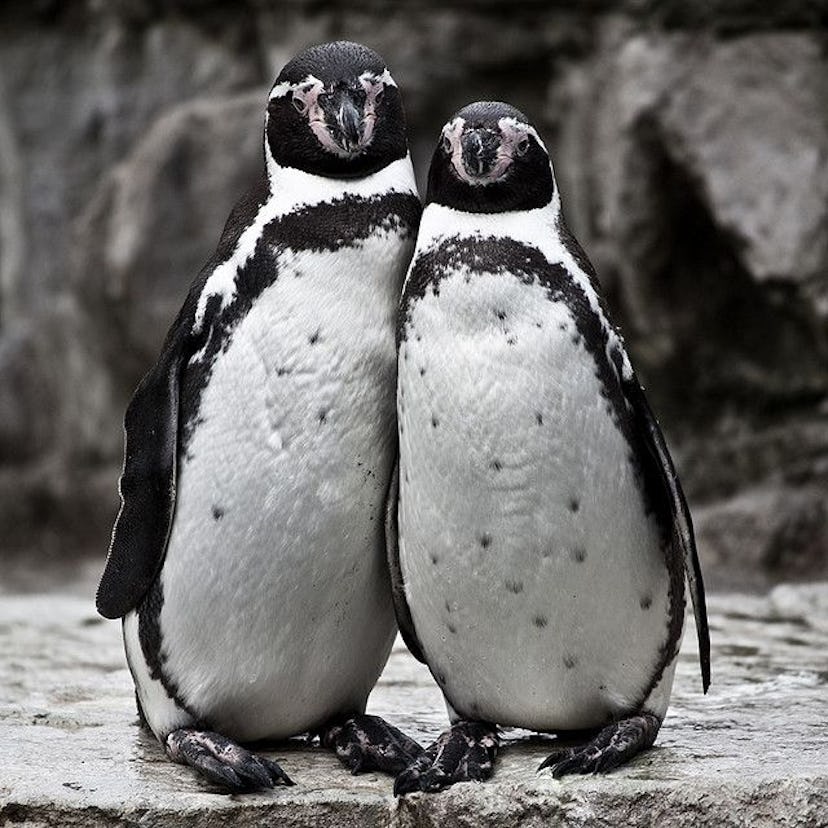 Two penguins leaning on each other