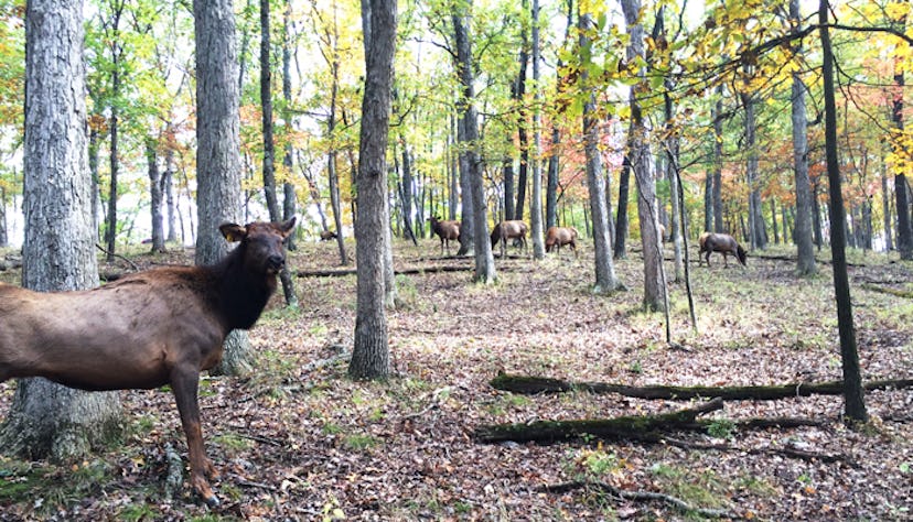 elk-mating-season