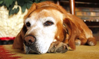 A basset hound dog lying down