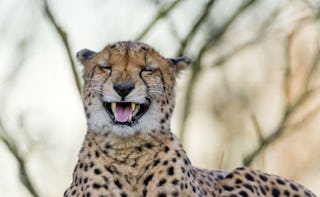 A cheetah with his eyes closed lying in the dirt