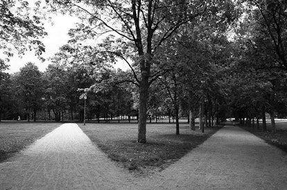 Two paths in a park with a tree in the middle in black and white