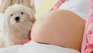 A white Maltese dog standing next to pregnant woman's belly