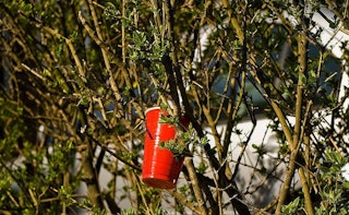 A red plastic cup stuck between tree branches
