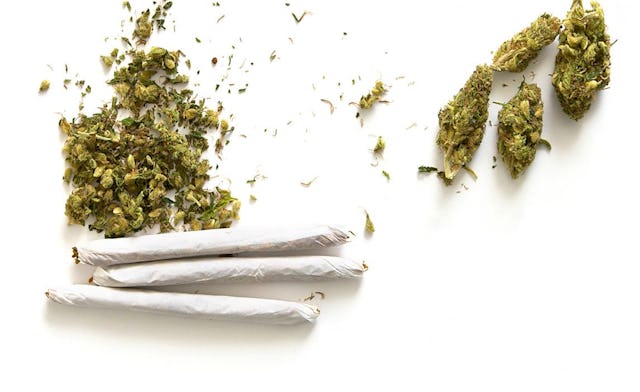 Marijuana heads and rolled joints on a white surface