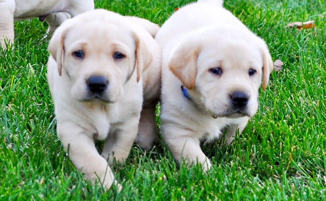 Two golden retriever puppies walking on a grass surface