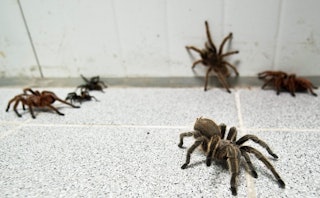 Four giant and two small spiders crawling on floor tiles representing Arachnophobia