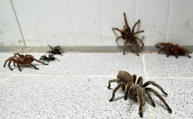 Four giant and two small spiders crawling on floor tiles representing Arachnophobia