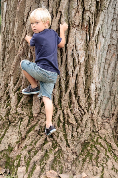 A blonde boy in a navy shirt and blue denim shorts climbing up a tree.