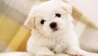 A white Maltese puppy dog