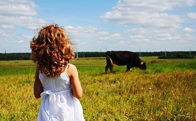 A Midwestern kid with her back turned to the camera, watching a cow in front of her.