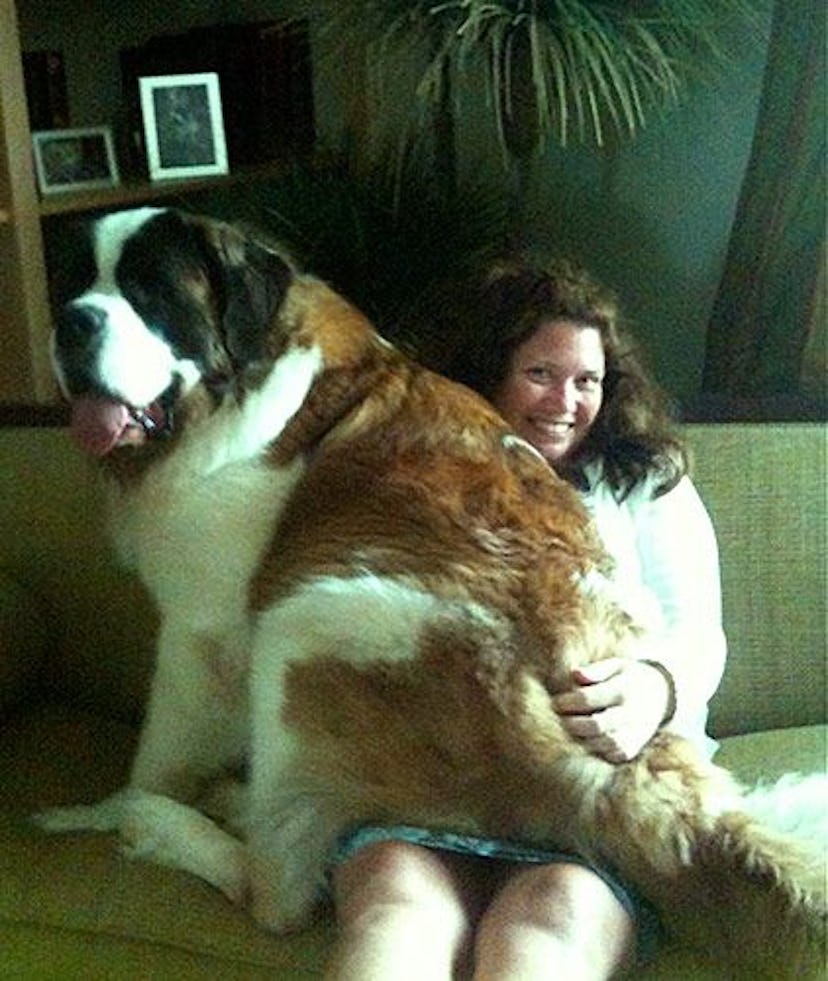 A St. Bernard seated on the lap of its female owner, who is comfortably sitting on a couch in her ho...