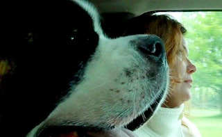 St. Bernard, sitting in the passenger seat next to its female owner, who is driving. 