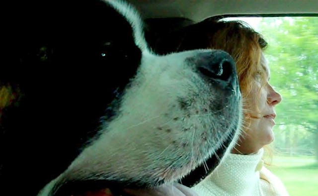 St. Bernard, sitting in the passenger seat next to its female owner, who is driving.