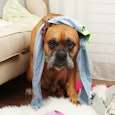 A brown boxer dog with a towel over his head in a messy room