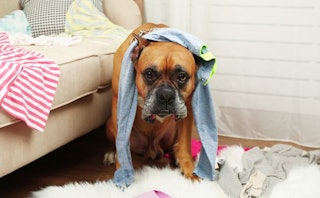 A brown boxer dog with a towel over his head in a messy room