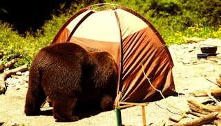 A brown bear coming in someone's tent for camping in the woods
