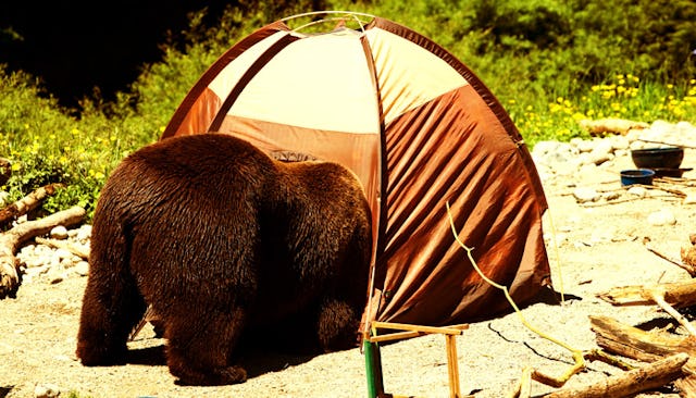 A brown bear coming in someone's tent for camping in the woods