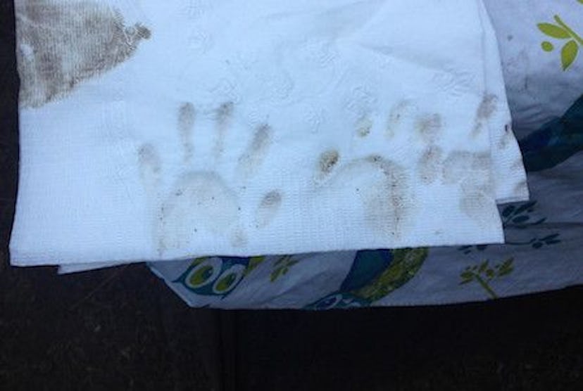 Raccoon paw prints on paper towels in a tent
