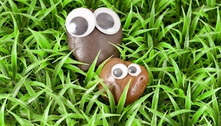 Two rocks in a grass with googly eyes taped onto them.