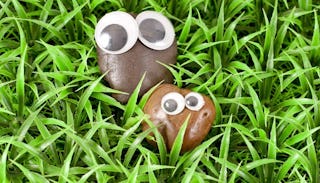 Two rocks in a grass with googly eyes taped onto them.